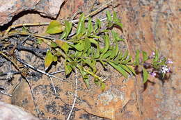 Image of Teedia lucida (Soland.) Rudolphi