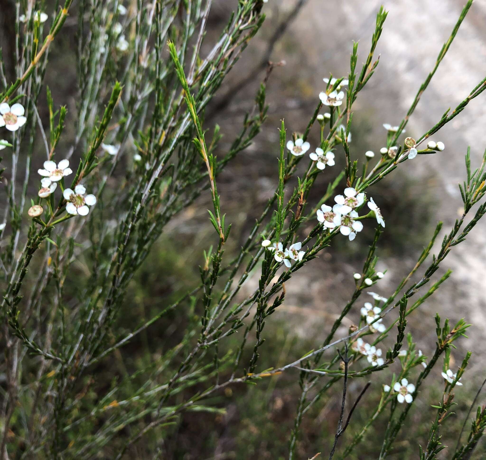 Image of Hysterobaeckea behrii (Schltdl.) Rye