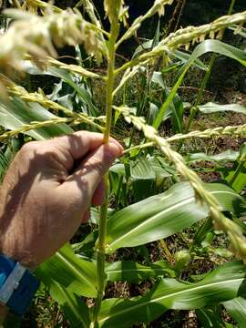 Image of corn