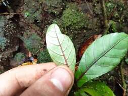 Image of Acalypha integrifolia Willd.