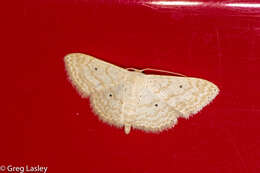 Image of Scopula benitaria Barnes & McDunnough 1913