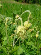 Image of Geum intermedium Ehrh.