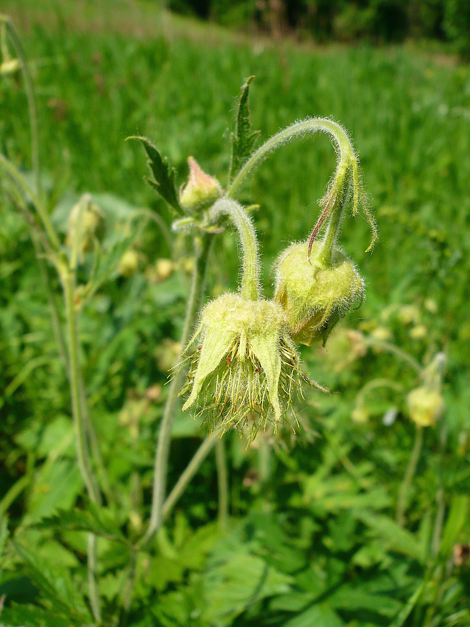 Image of Geum intermedium Ehrh.