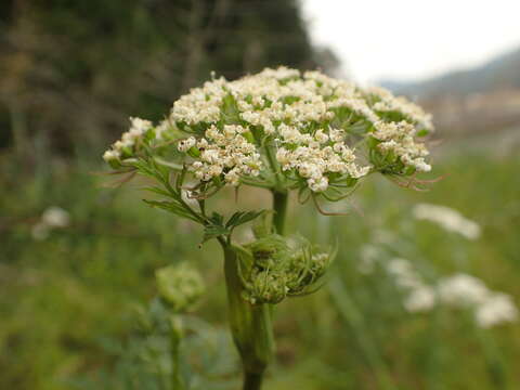 Image of Chinese Hemlock-Parsley