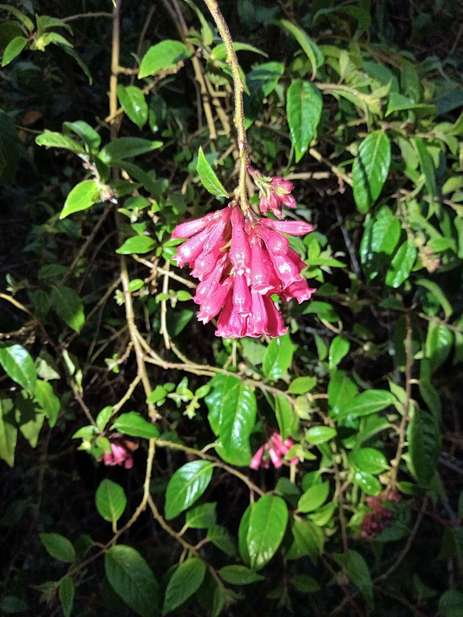 Image of purple cestrum