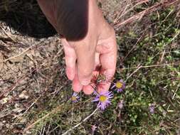 Image of Erigeron foliosus var. foliosus