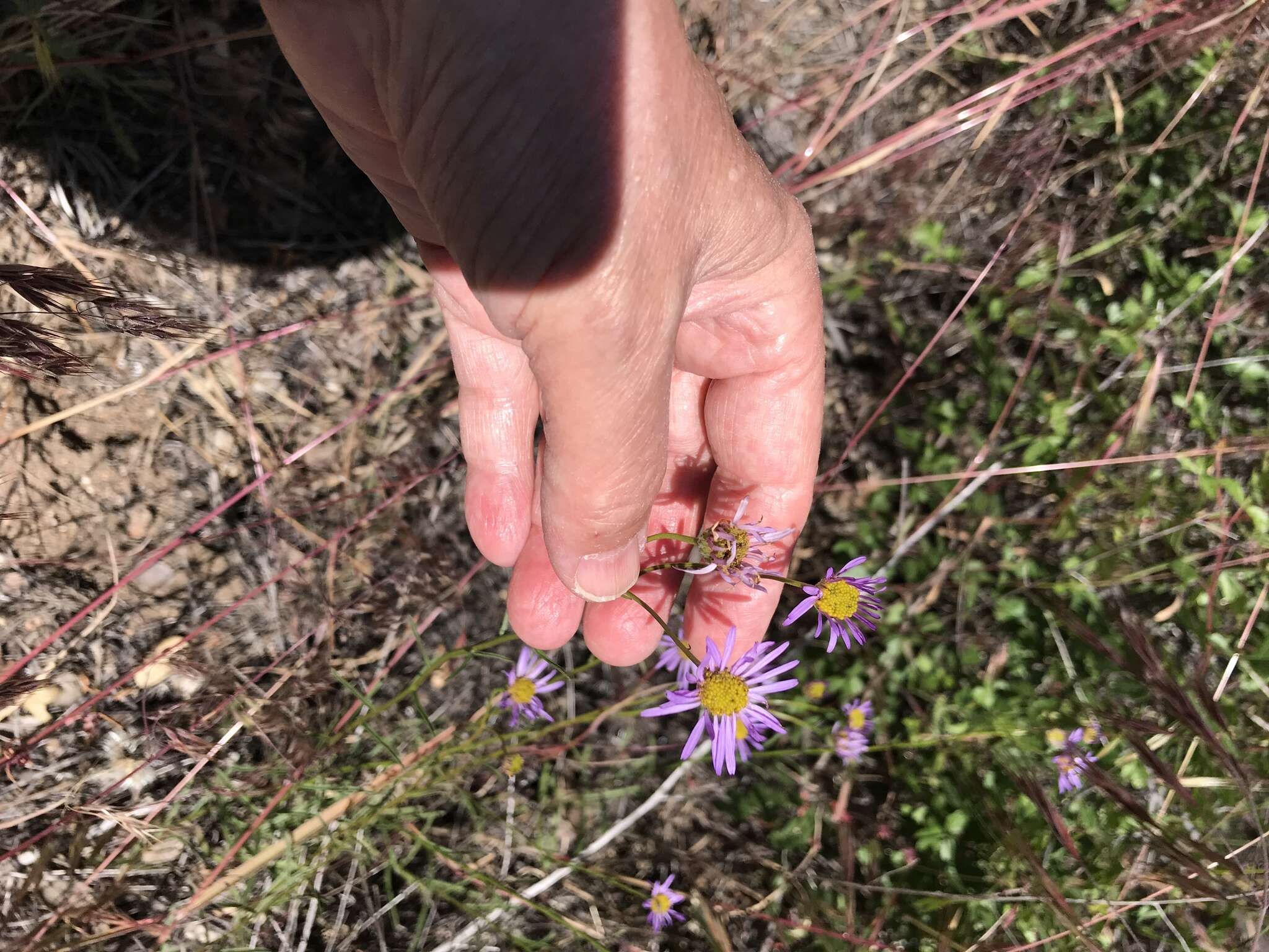 Image of Erigeron foliosus var. foliosus