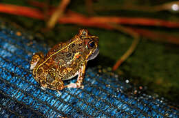 Image of Tandy's Sand Frog