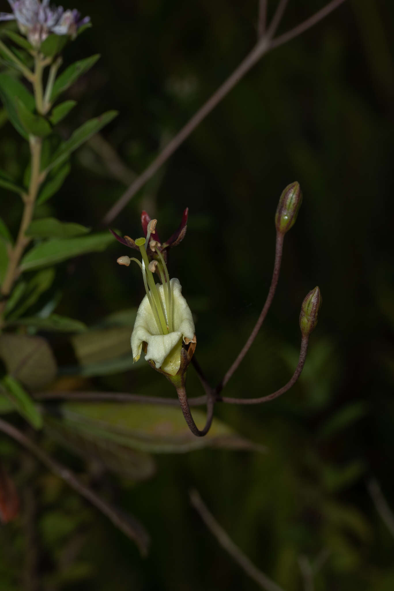 Sivun Gesneria pedunculosa (DC.) Fritsch kuva