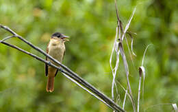 Image of Crested Becard