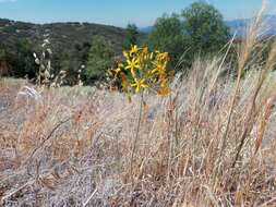 Image of common goldenstar