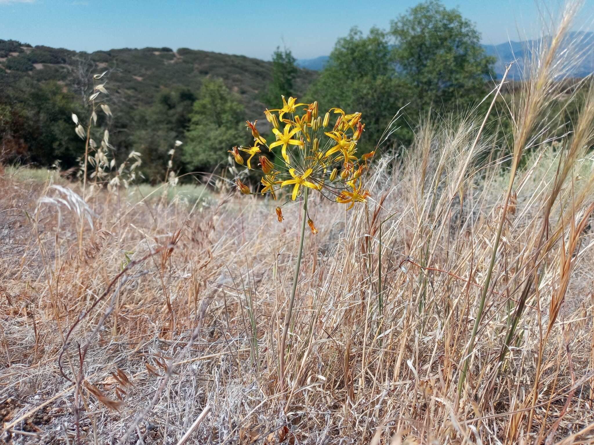 Image of common goldenstar