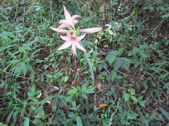 Слика од Hippeastrum stylosum Herb.