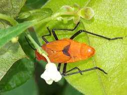 Leptocoris augur (Fabricius 1781) resmi