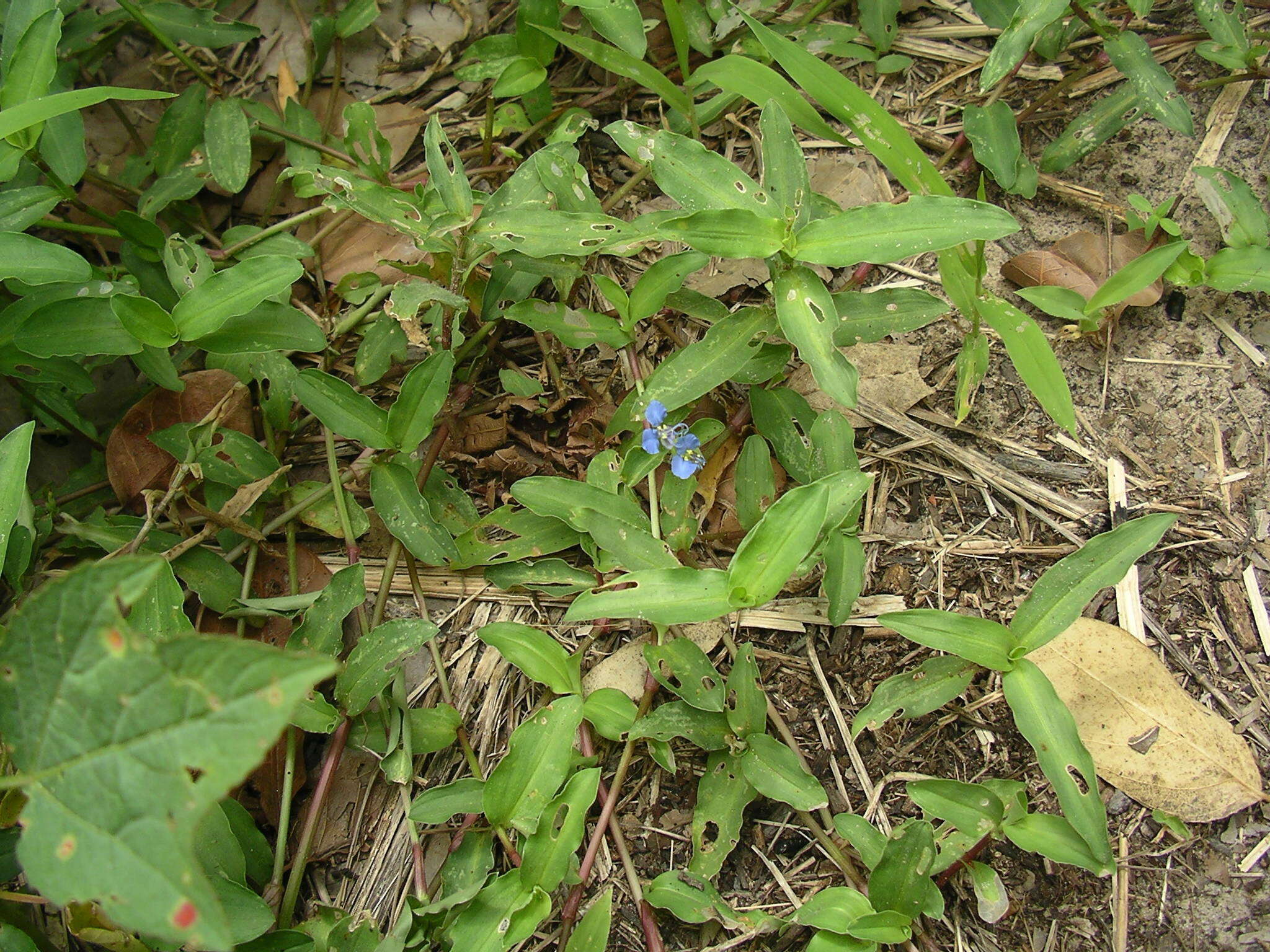 Image of rat's ear