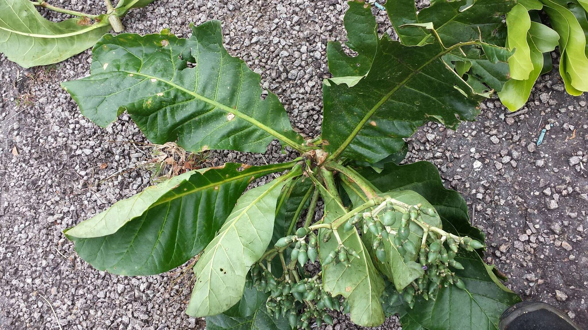 Image of Anthocleista amplexicaulis Baker