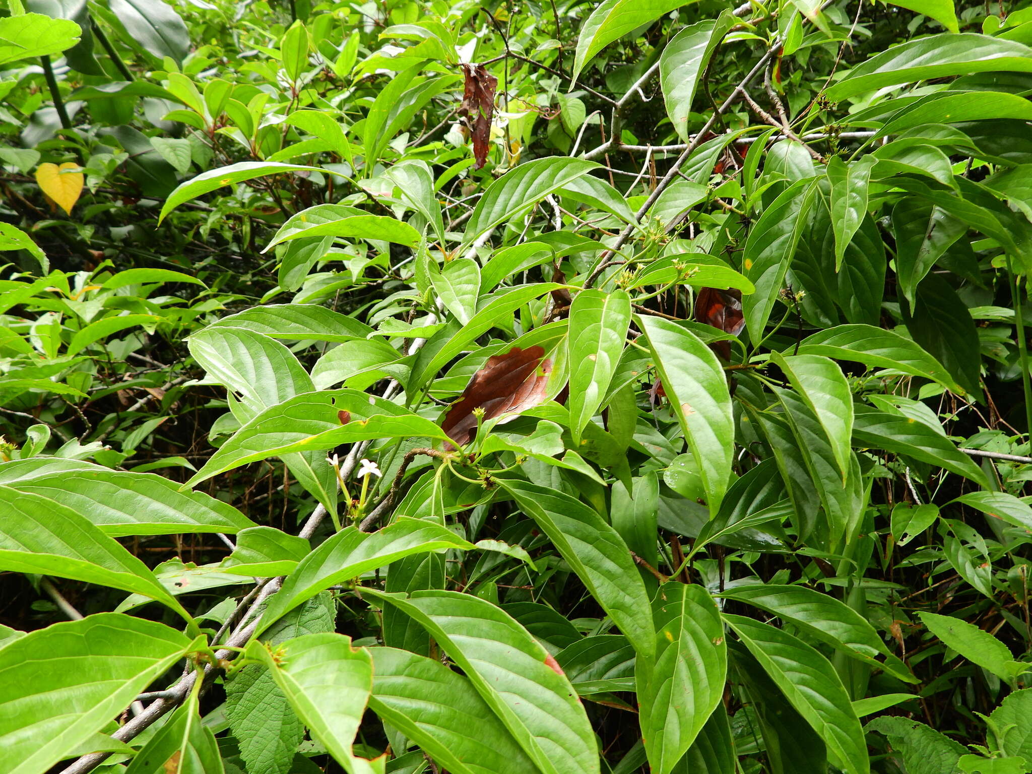 Image of Chomelia malaneoides Müll. Arg.