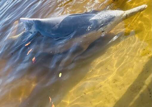 Image of Australian humpback dolphin