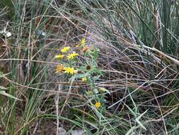 Pentanema caspicum resmi