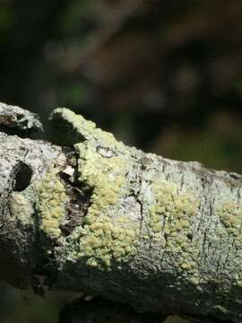 Image of rim lichen