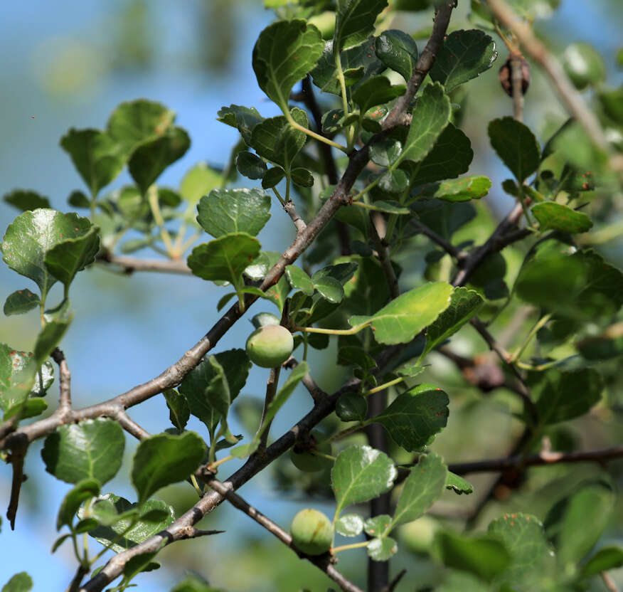 Sivun Commiphora africana (Rich.) Engl. kuva