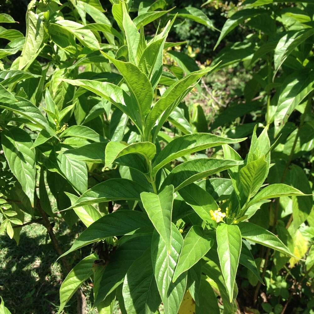 Image of Mandevilla foliosa (Müll. Arg.) Hemsl.