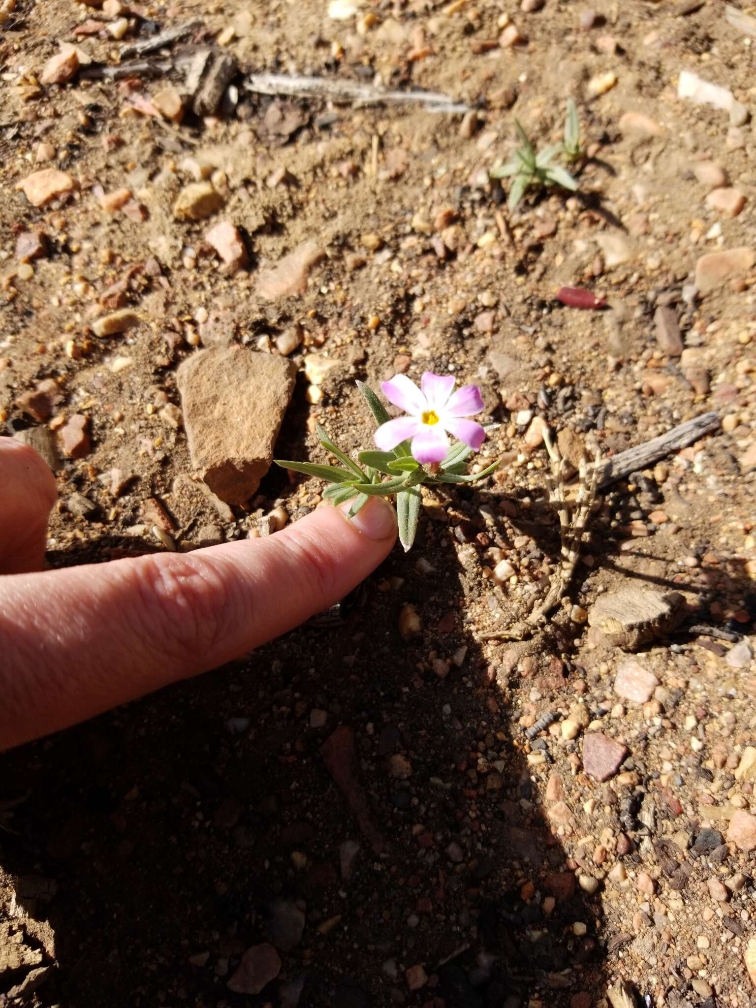 Image of Big Bear Valley phlox