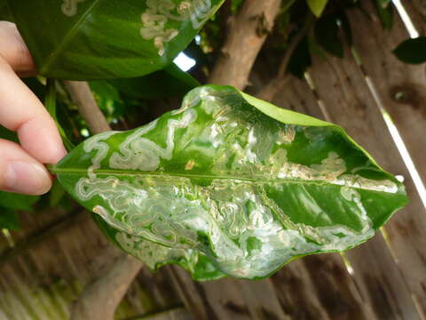 Image of Citrus leafminer