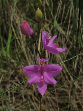 Image of tuberous grasspink