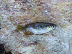 Image of Checkered rainbowfish