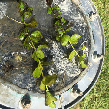 Слика од Lysimachia nummularia L.