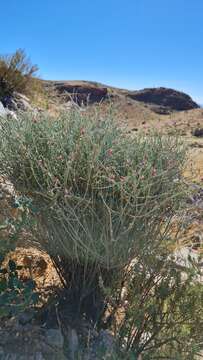 Image of Microloma incanum Decne.