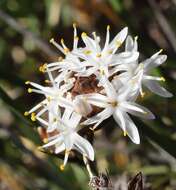 Image of Borya sphaerocephala R. Br.