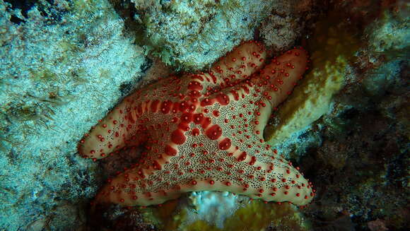 Image of Oreaster clavatus Müller & Troschel 1842