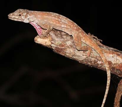 Image of Utila Anole