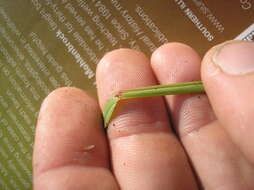 Image of Amazon Viper Grass