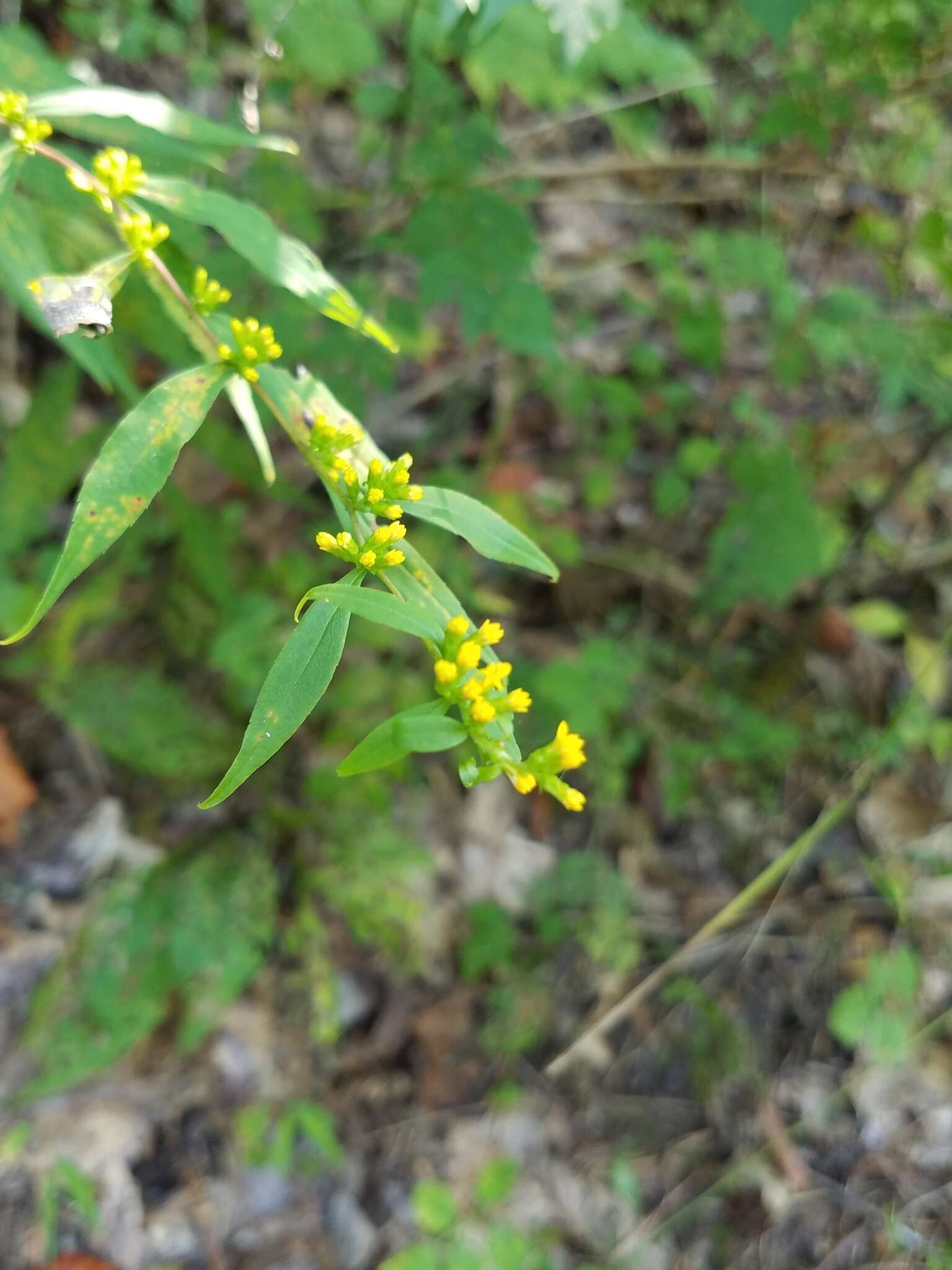 Image of <i>Solidago <i>caesia</i></i> var. caesia