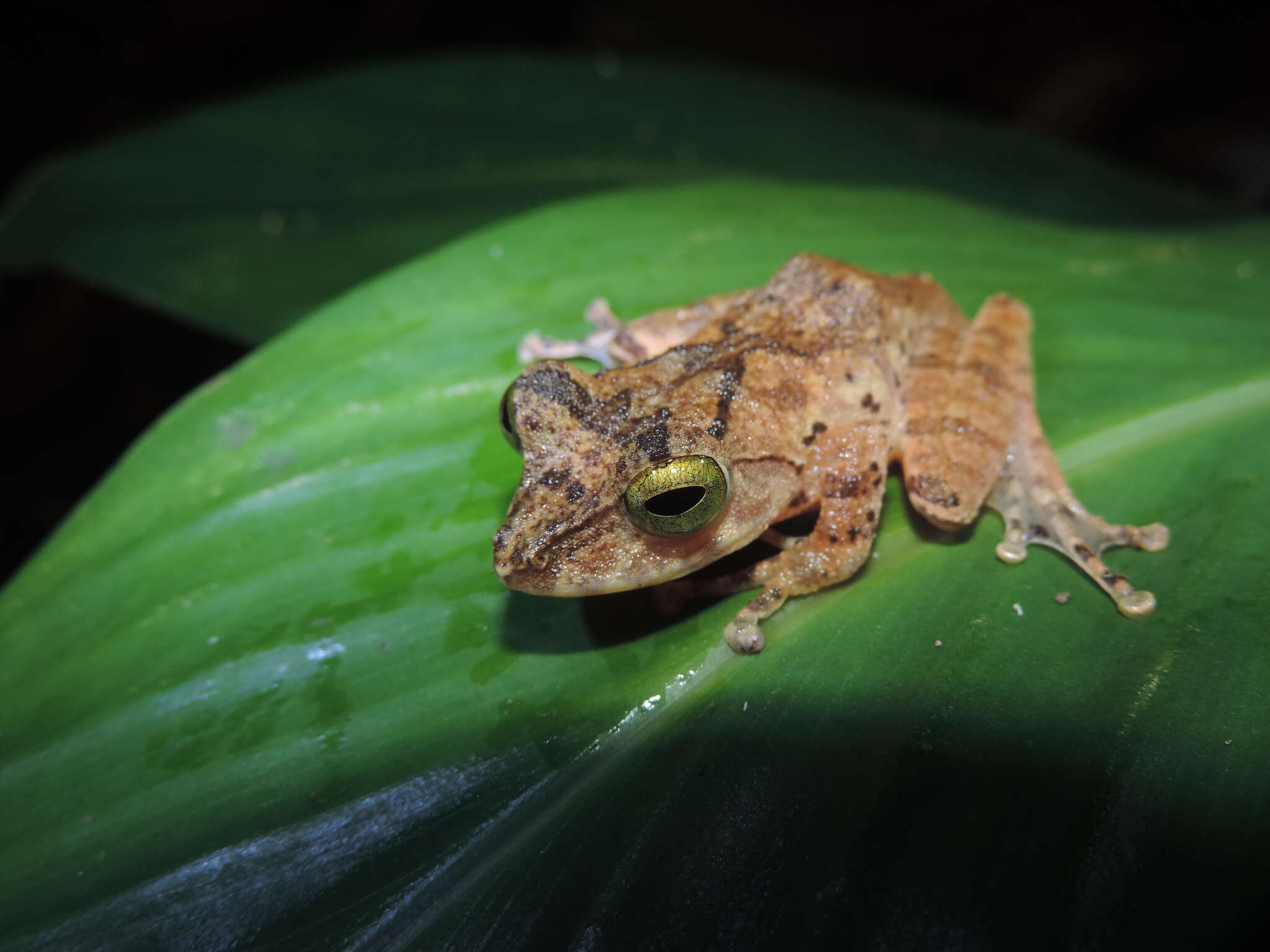 Image of Philautus hosii (Boulenger 1895)