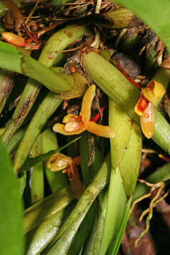 Image of rufous tiger orchid