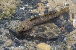 Imagem de Favonigobius melanobranchus (Fowler 1934)