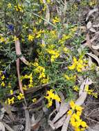 Image of Genista triacanthos Brot.