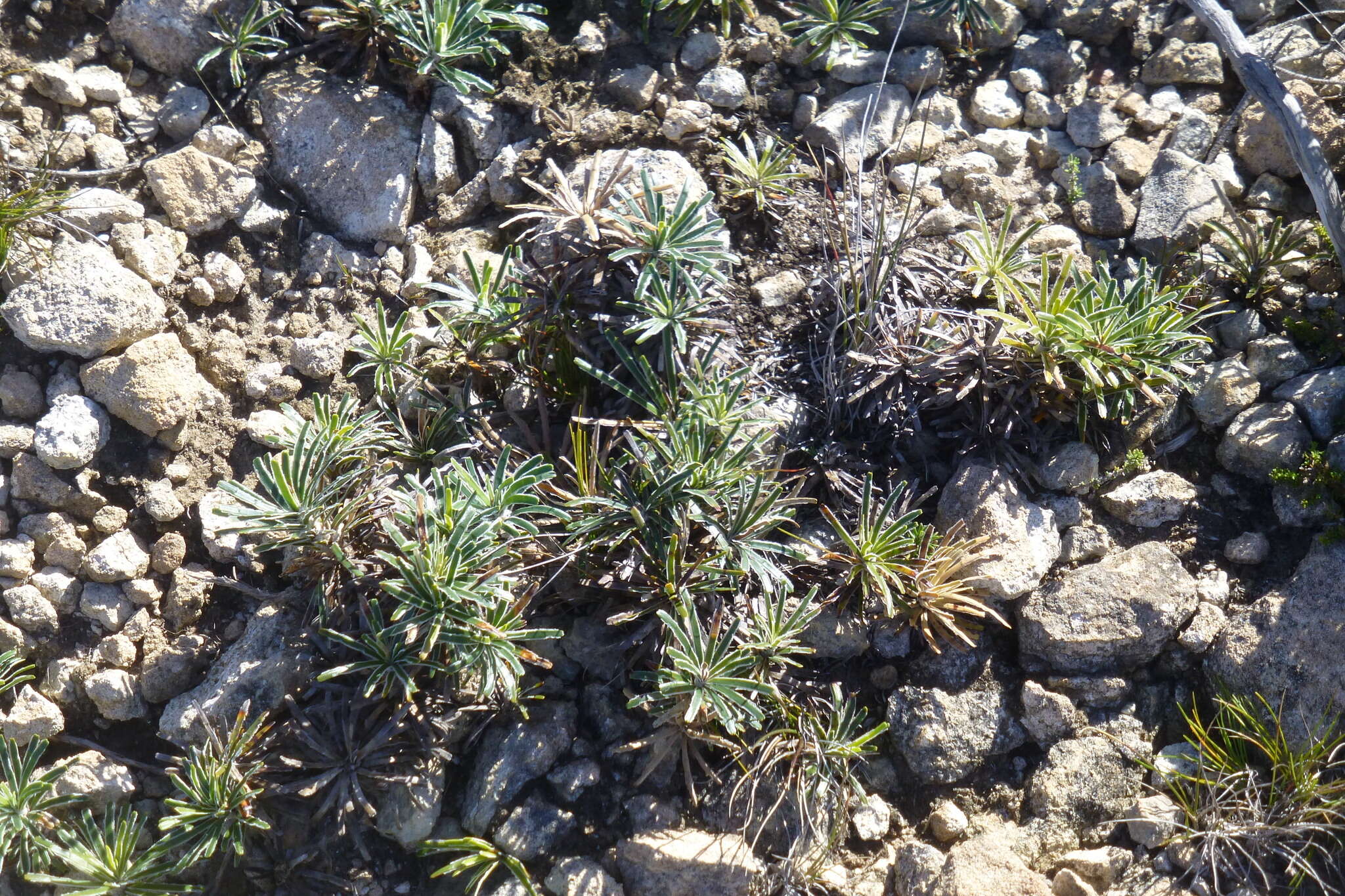 Plancia ëd Ficinia truncata (Thunb.) Schrad.