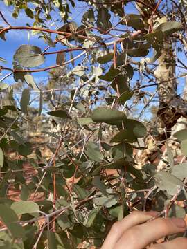 Слика од Eucalyptus gongylocarpa Blakely