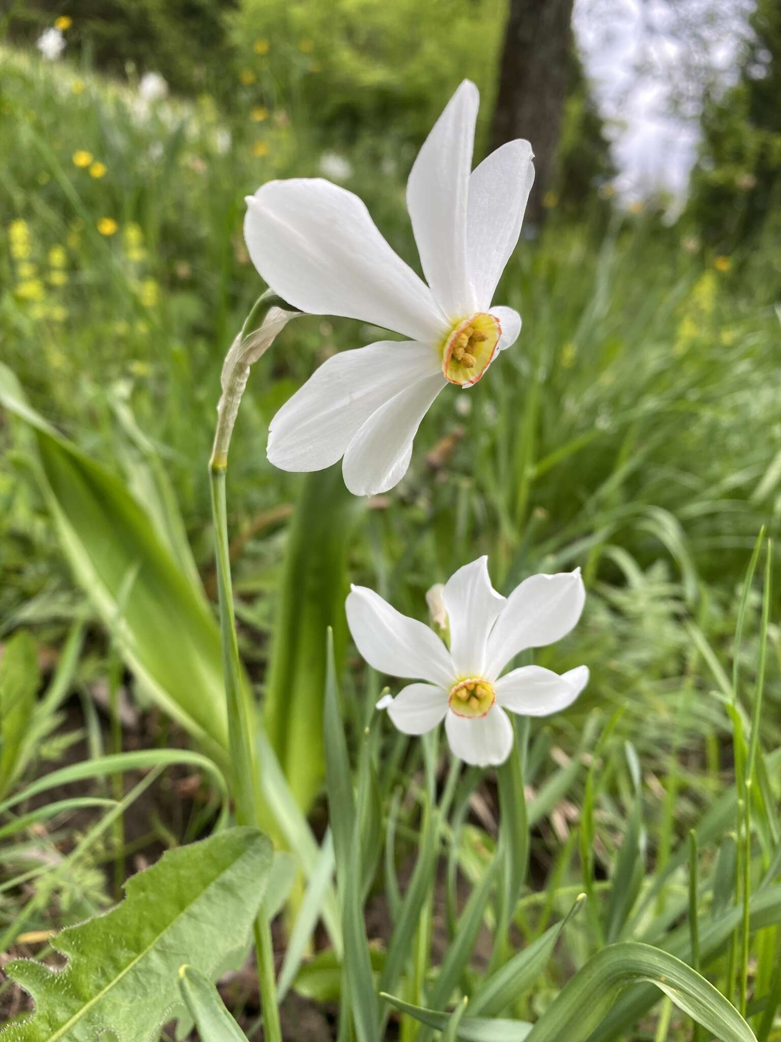 Narcissus poeticus subsp. radiiflorus (Salisb.) Baker的圖片