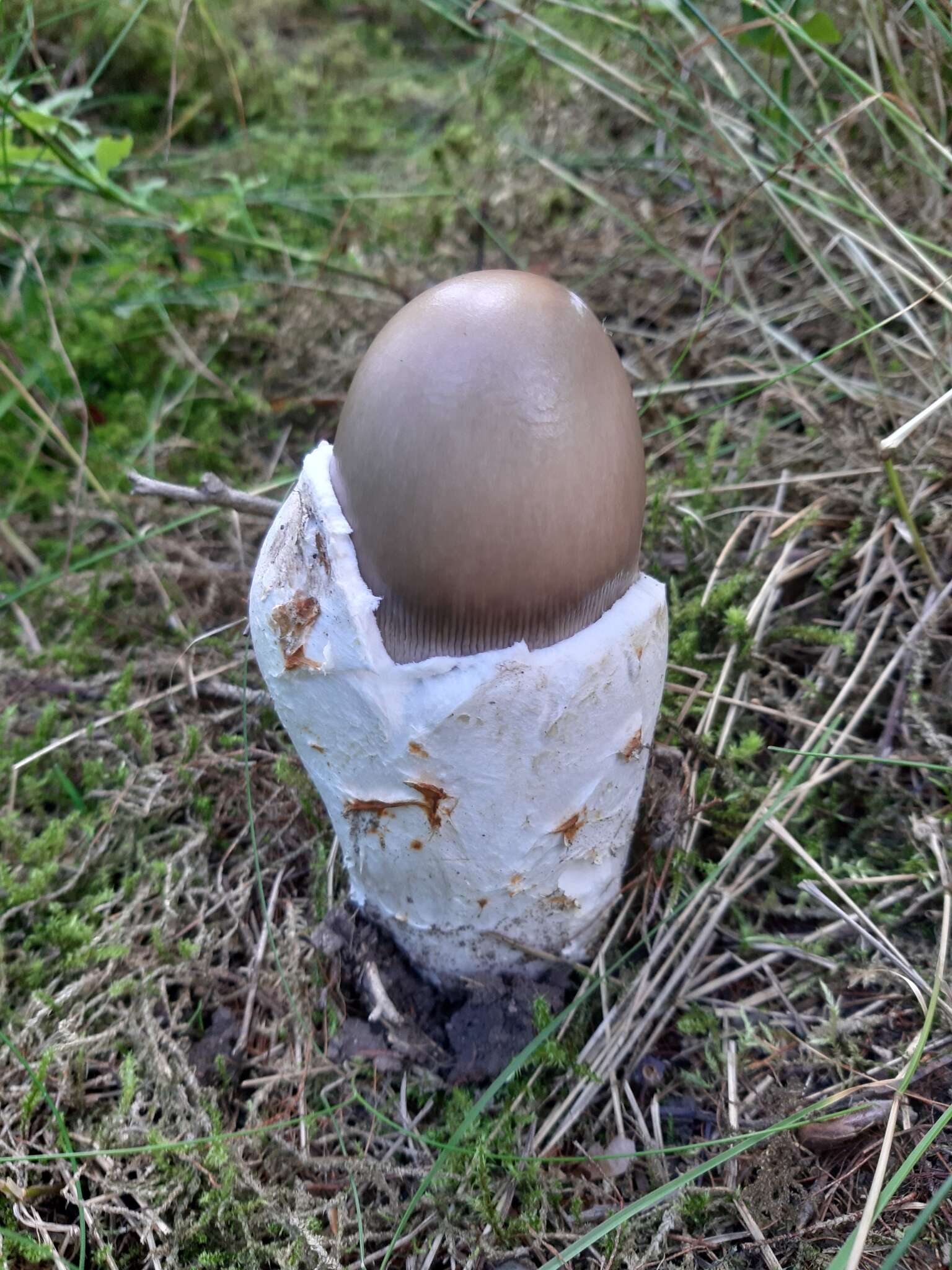 Image of Umber-zoned ringless amanita