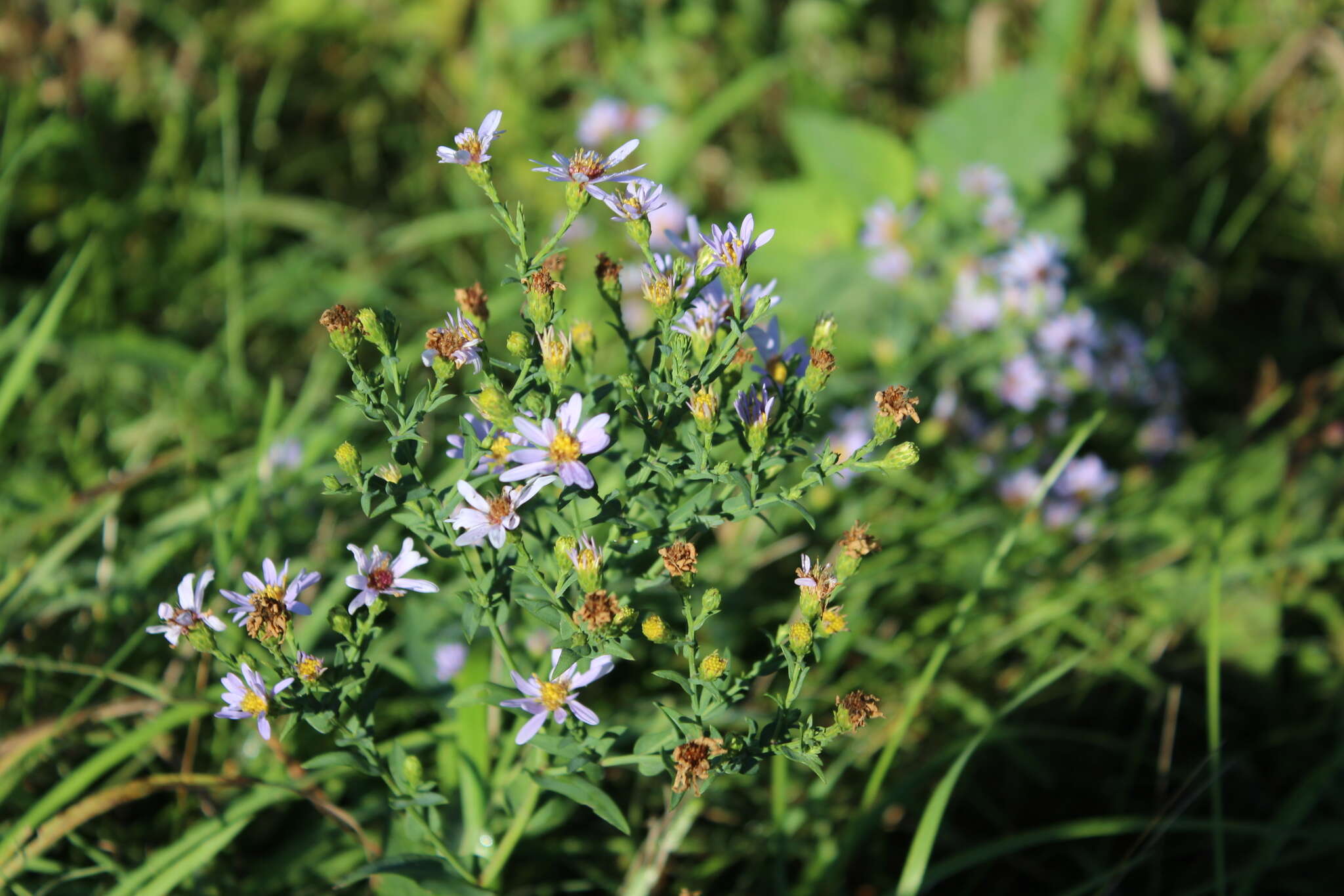 Image of Symphyotrichum laeve var. laeve