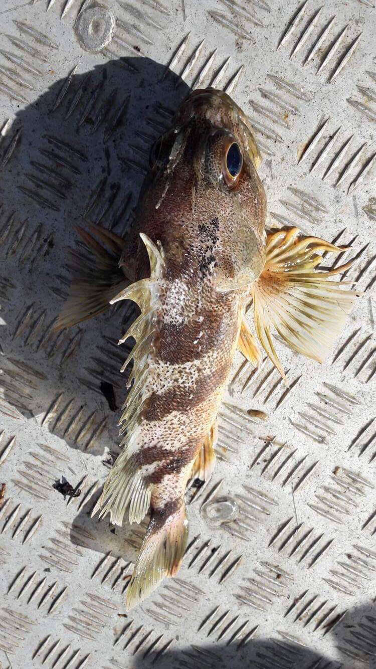 Image of Red gurnard perch