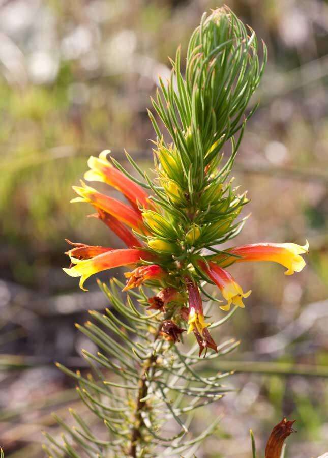 Image of Erica grandiflora subsp. grandiflora