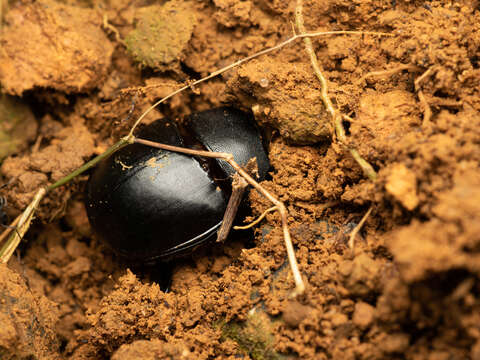 Sivun Catharsius molossus (Linnaeus 1758) kuva