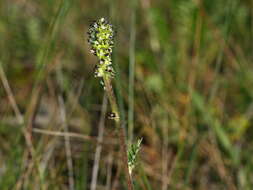 Image of Acaena echinata Nees